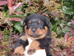 cucciolo maschio bea&amp;jero
